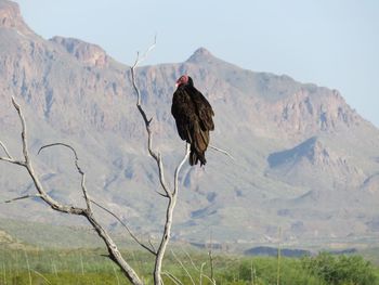 Bird perching on a mountain