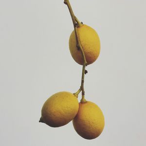 Close-up of fruits hanging on tree against white background