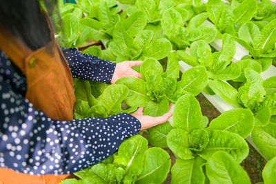 Cropped hand of woman holding leaves