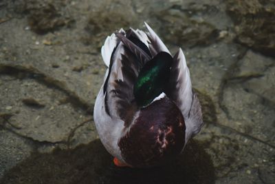 High angle view of bird on rock