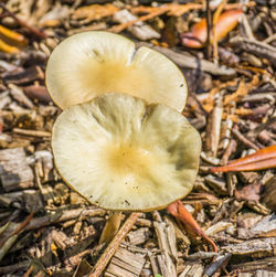 Close-up of mushroom growing on field