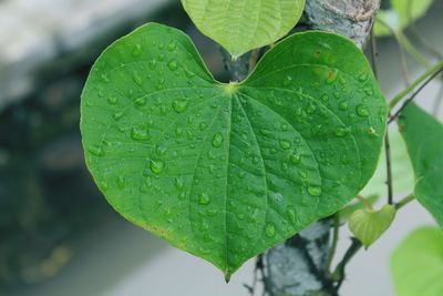 Close-up of raindrops on leaves