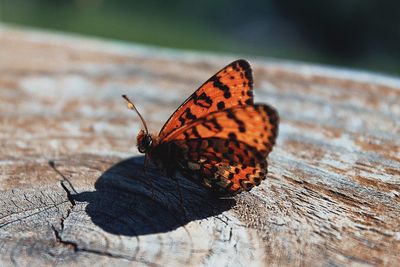 Close-up of butterfly on wood