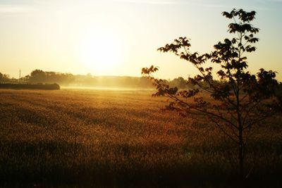 Scenic view of field against sky during sunset