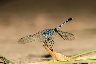 Close-up of dragonfly on plant