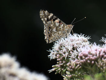 Close-up of butterfly pollinating on flower