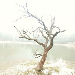 Bare tree by calm lake against clear sky