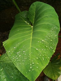 Close-up of raindrops on leaves