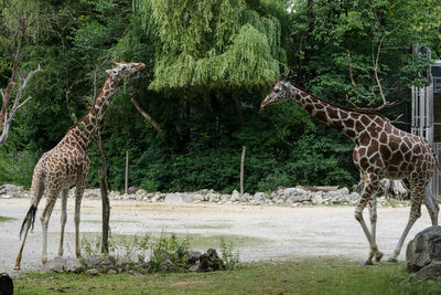 View of giraffe in zoo