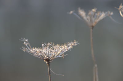 Close-up of dried dandelion plants