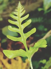 Close-up of fresh green plant in field