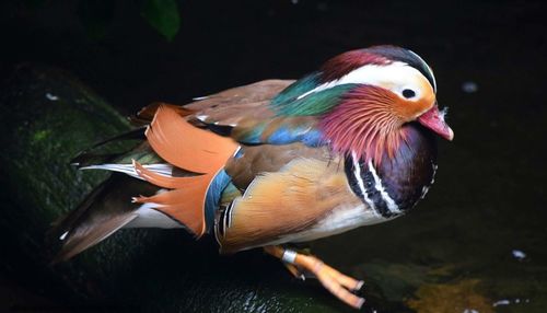 Close-up of bird perching