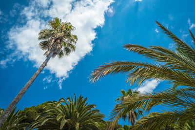 Low angle view of palm trees against blue sky