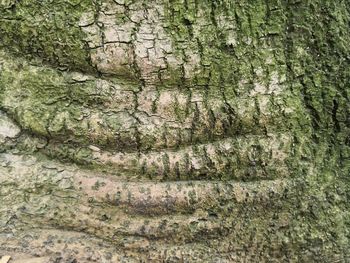 Full frame shot of tree trunk
