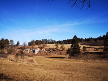 Panoramic view of trees on field against sky