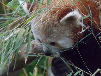 Close-up of cat