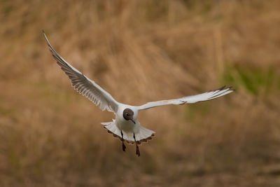 Spotting a seagull in flight at the lake of constance in altenrhein in switzerland 28.4.2021