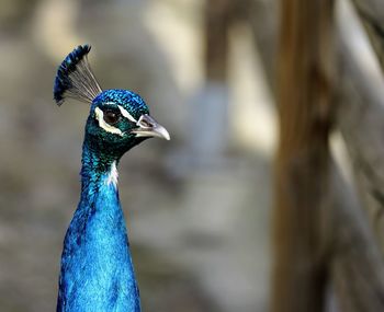 Close-up of a peacock