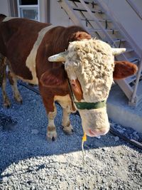 Rear view of cow standing outdoors