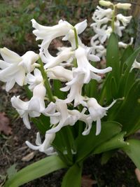 Close-up of white flowers