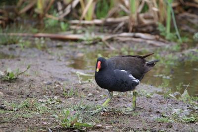 Close up of moorhen on lakeshore