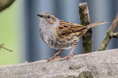 Close-up of bird perching on a tree