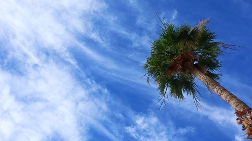 Low angle view of palm tree against blue sky