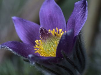 Close-up of wet purple iris flower