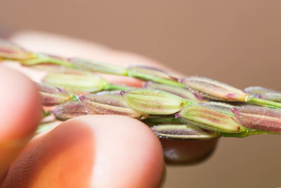 Close-up of hand holding leaf