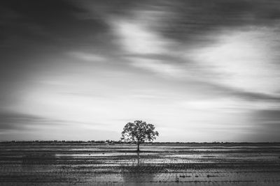 Trees on field against sky