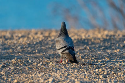 Close-up of pigeon