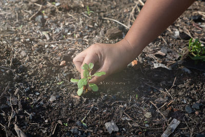 Close-up of hand holding plant on field