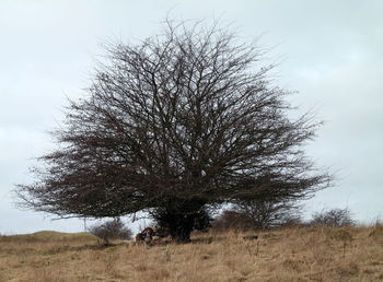 Tree on field against sky