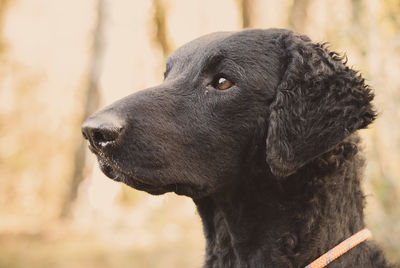 Close-up of dog looking away
