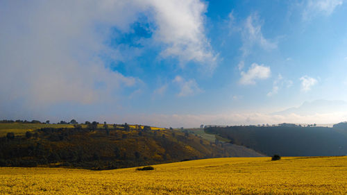 Scenic view of field against sky