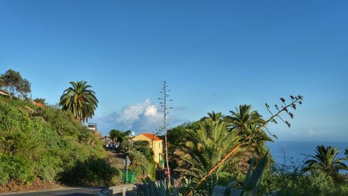 Palm trees against blue sky