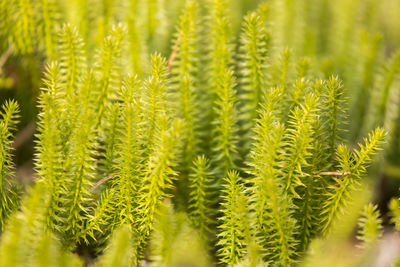 Close-up of fresh green plant