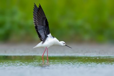 Close-up of bird flying over water