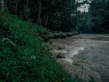 View of stream flowing through forest