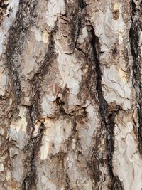 Full frame shot of tree trunk