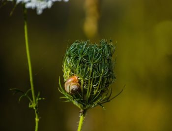 Close-up of snail on plant