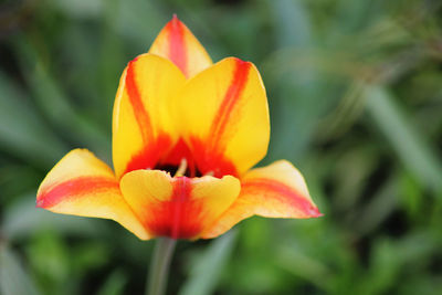 Close-up of red flower