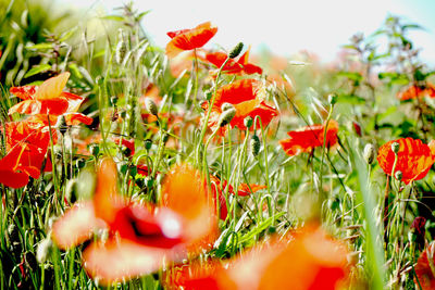 Close-up of red flowering plants on field