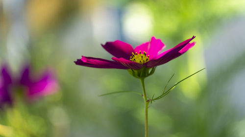 Close-up of pink flower