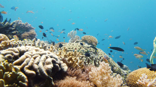 Fish swimming in sea