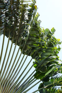 Low angle view of palm tree leaves against sky