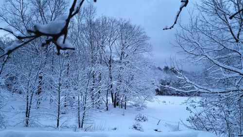 Bare trees on snow covered landscape