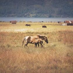 Horses with foal on grassy field