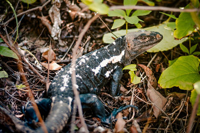 High angle view of lizard on land