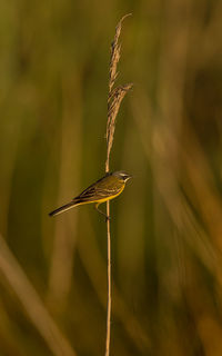 Close-up of bird perching on plant